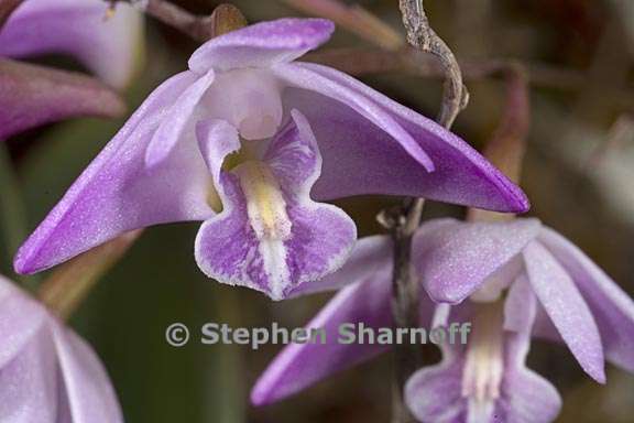 dendrobium kingianum 3 graphic